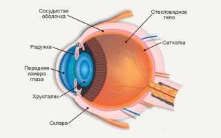 Гониоскопия глаза: как проводится и для чего нужна процедура